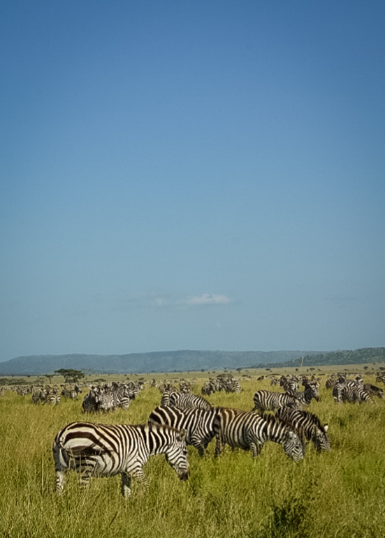 Tanzania safari, Cornelias resa till Tanzania, Serengeti, zebror