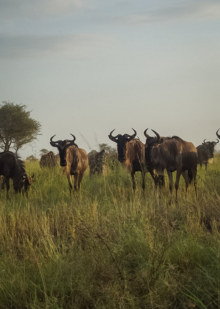 Tanzania safari, Cornelias resa till Tanzania, Serengeti,