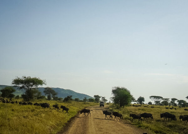 Tanzania safari, Cornelias resa till Tanzania, Serengeti,