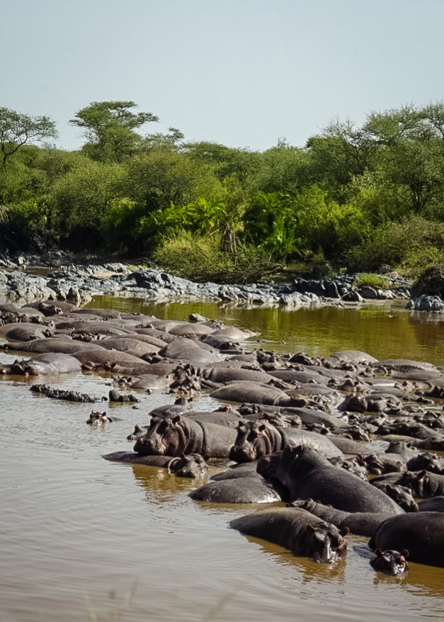 Tanzania safari, Cornelias resa till Tanzania, Serengeti,
