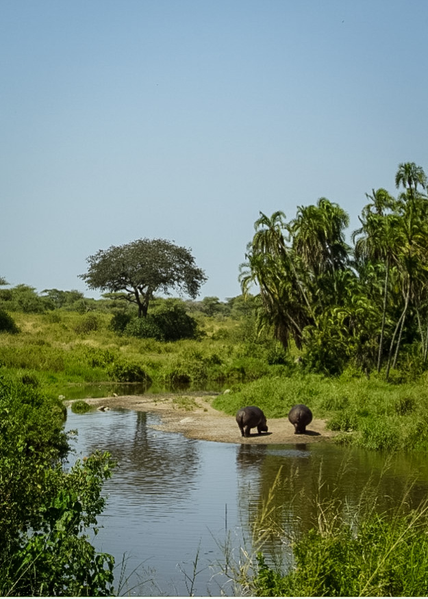 Tanzania safari, Cornelias resa till Tanzania, Serengeti,