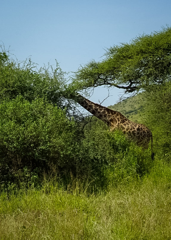 Tanzania safari, Cornelias resa till Tanzania, Serengeti,