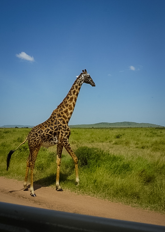 Tanzania safari, Cornelias resa till Tanzania, Serengeti,