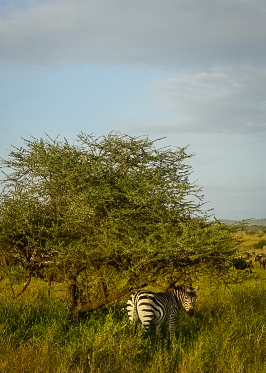 Tanzania safari, Cornelias resa till Tanzania, Serengeti,