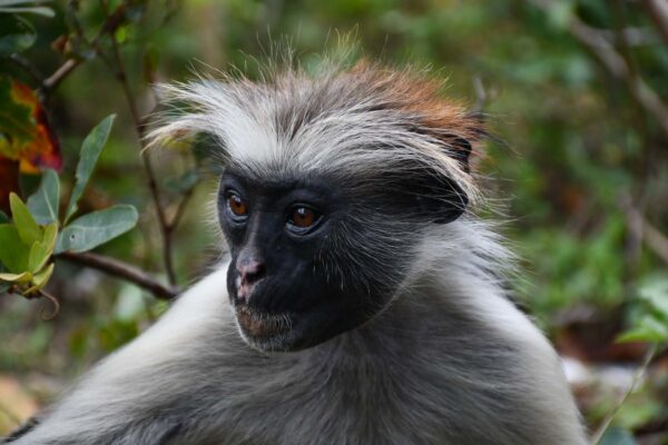 Resa till Zanzibar-6 | Kenzan Travel Besök Jozani Forest
