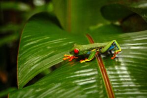 Costa Rica, Arenal, groda