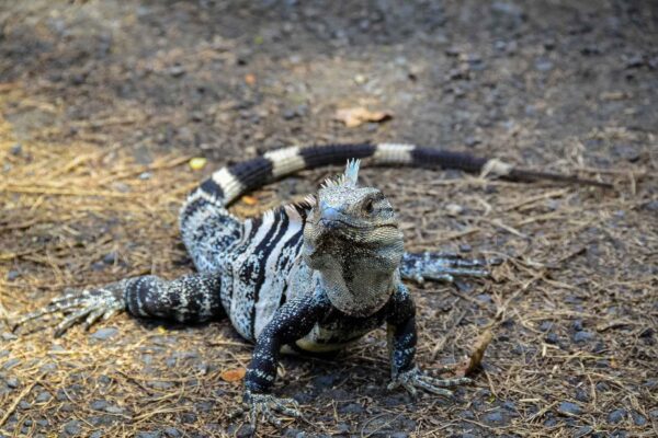 Costa Rica, Manuel Antonio nationalpark, ödla