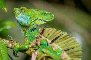 Costa Rica, Tortuguero, ödla