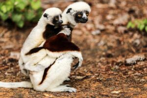 Madagaskar, Dansande sifaka