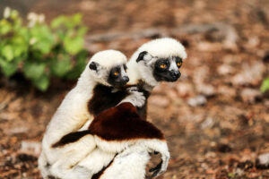 Madagaskar, Dansande sifaka