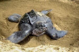 Res till Tobago, Turtle View