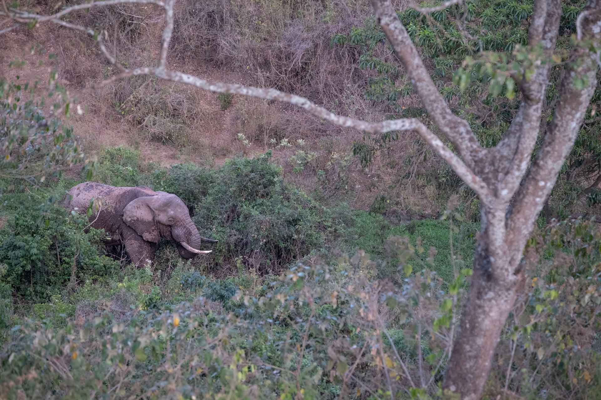 Tanzania, Hhando Coffee Lodge, safari I Tanzania med Kenzan Travel.