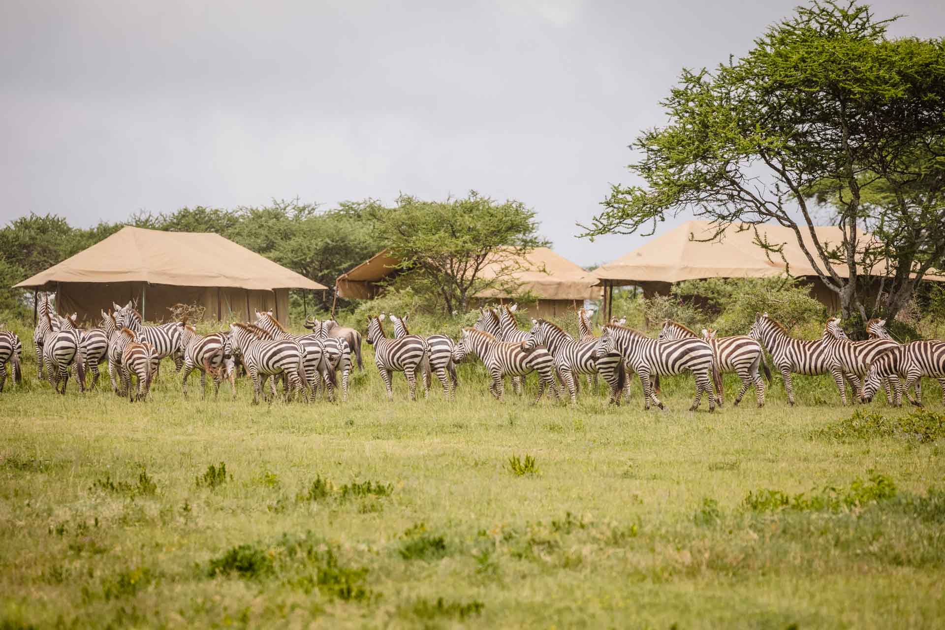 Tanzania, Kenzan Camp