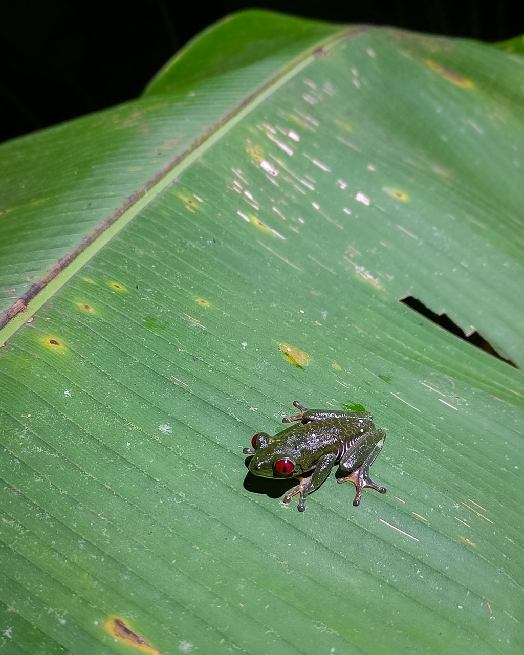 Costa Rica, djurliv, Kajsa