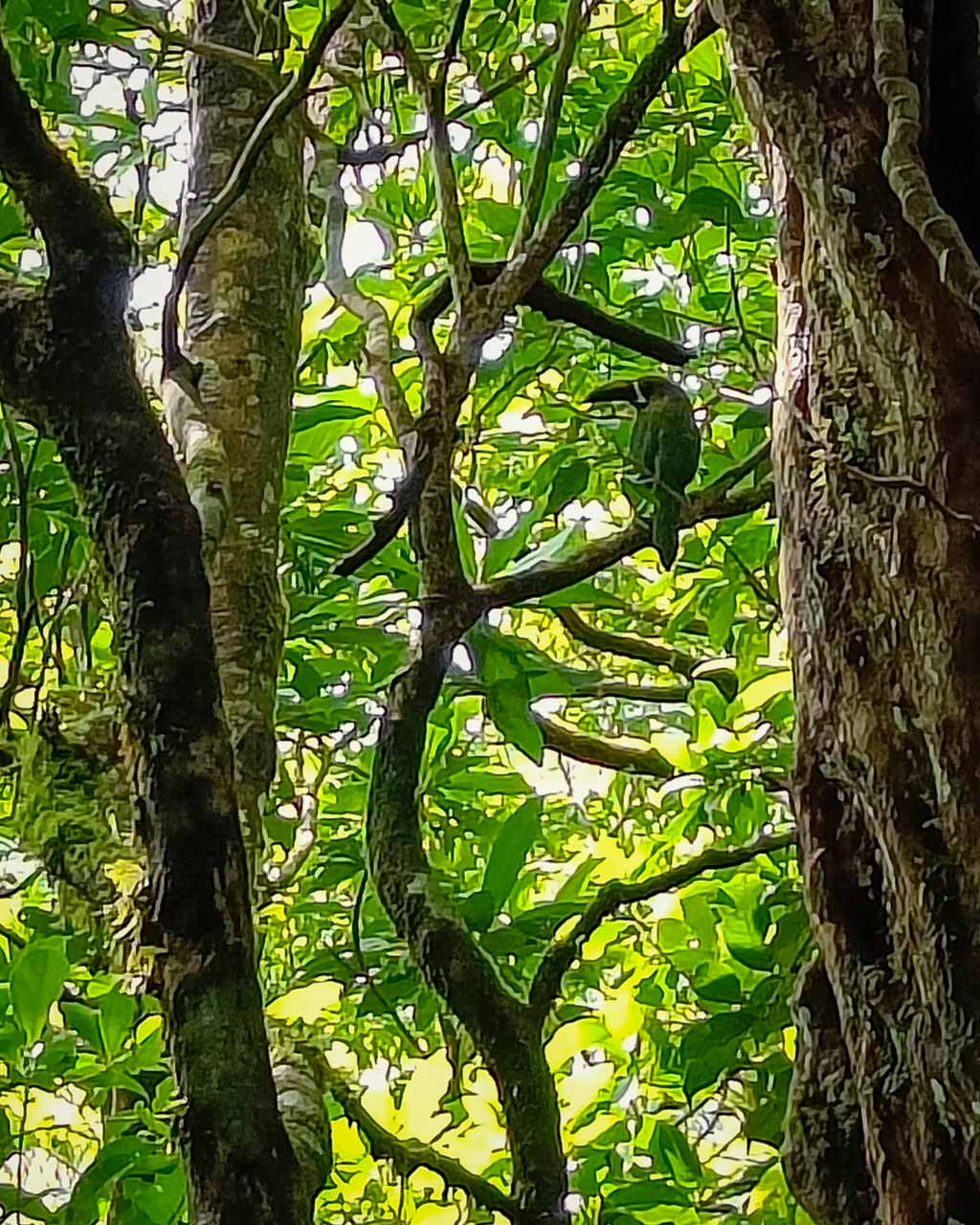 Costa Rica, djurliv, Kajsa