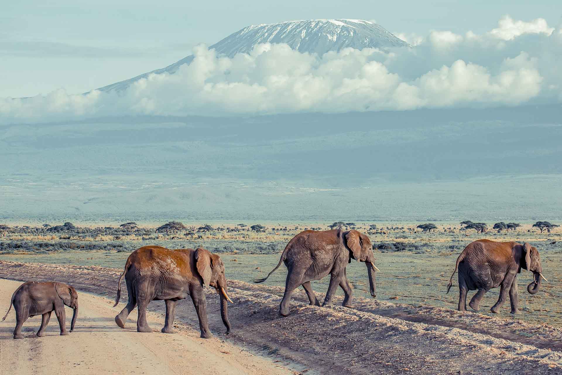 Kenya safari, elefant