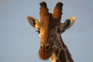 Kenya safari, giraff
