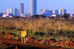 Klassisk Kenya safari