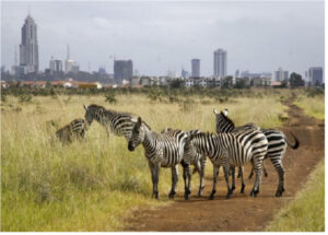 Klassisk Kenya safari