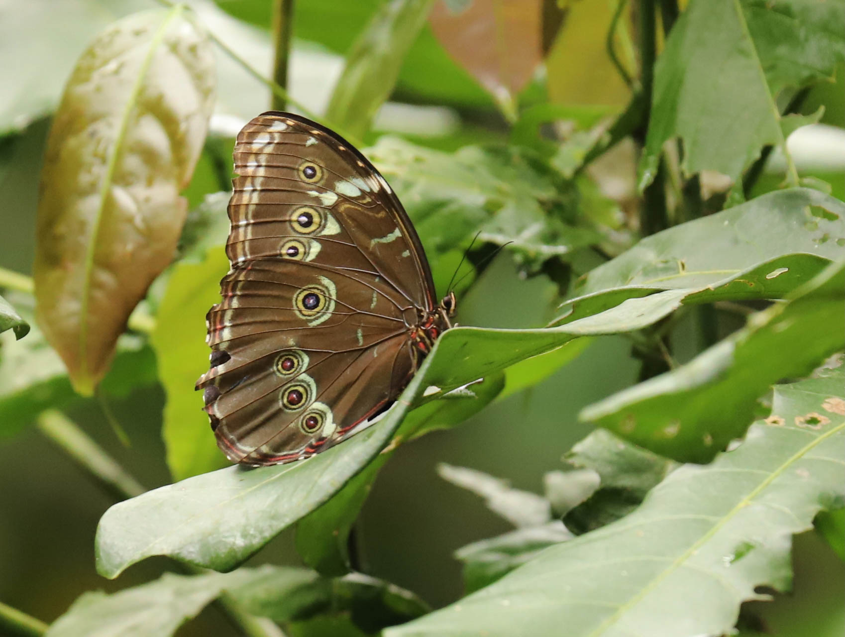 Peru, Amazonas, foto Conny Johansson @connyreser