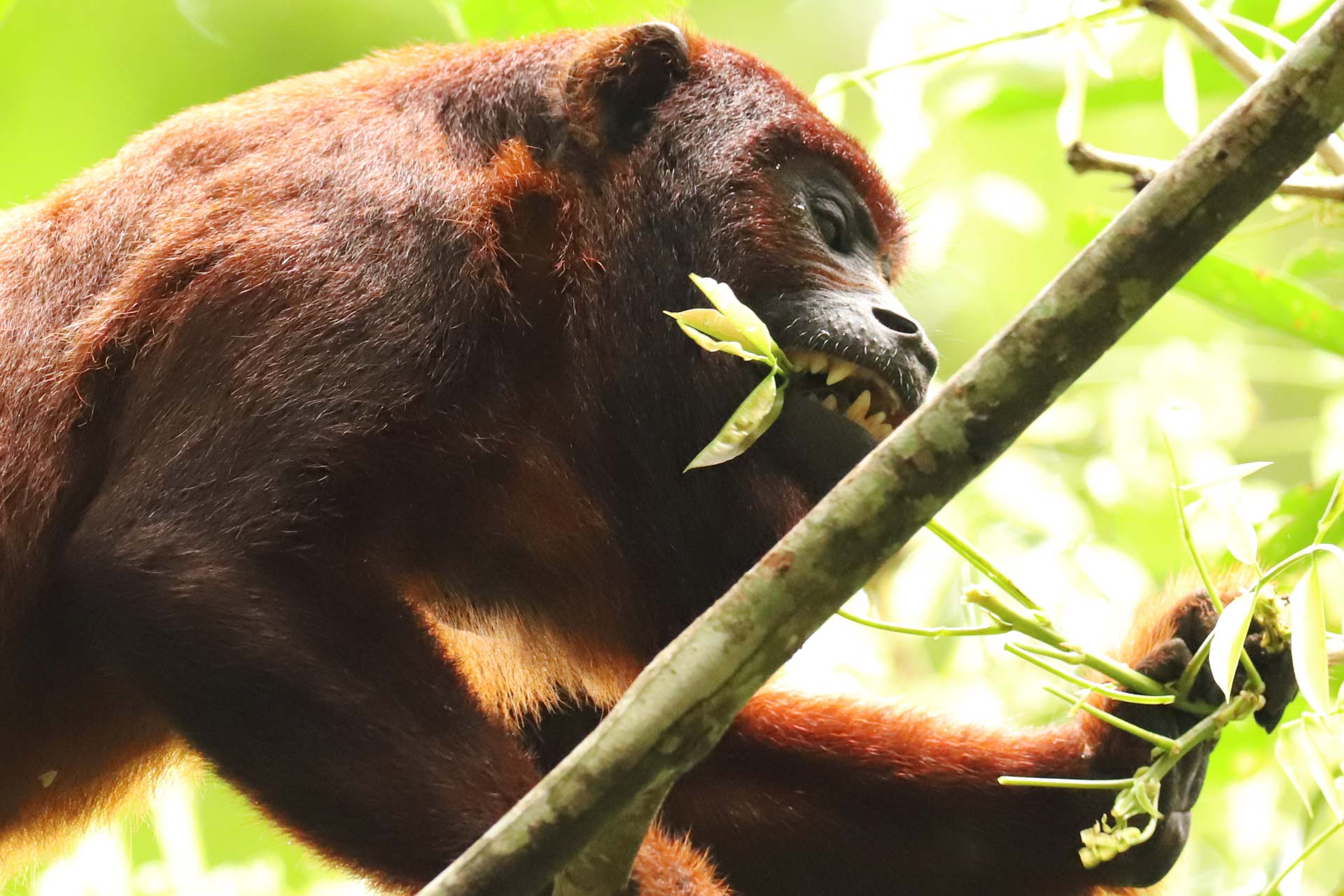 Peru, Amazonas, foto Conny Johansson @connyreser