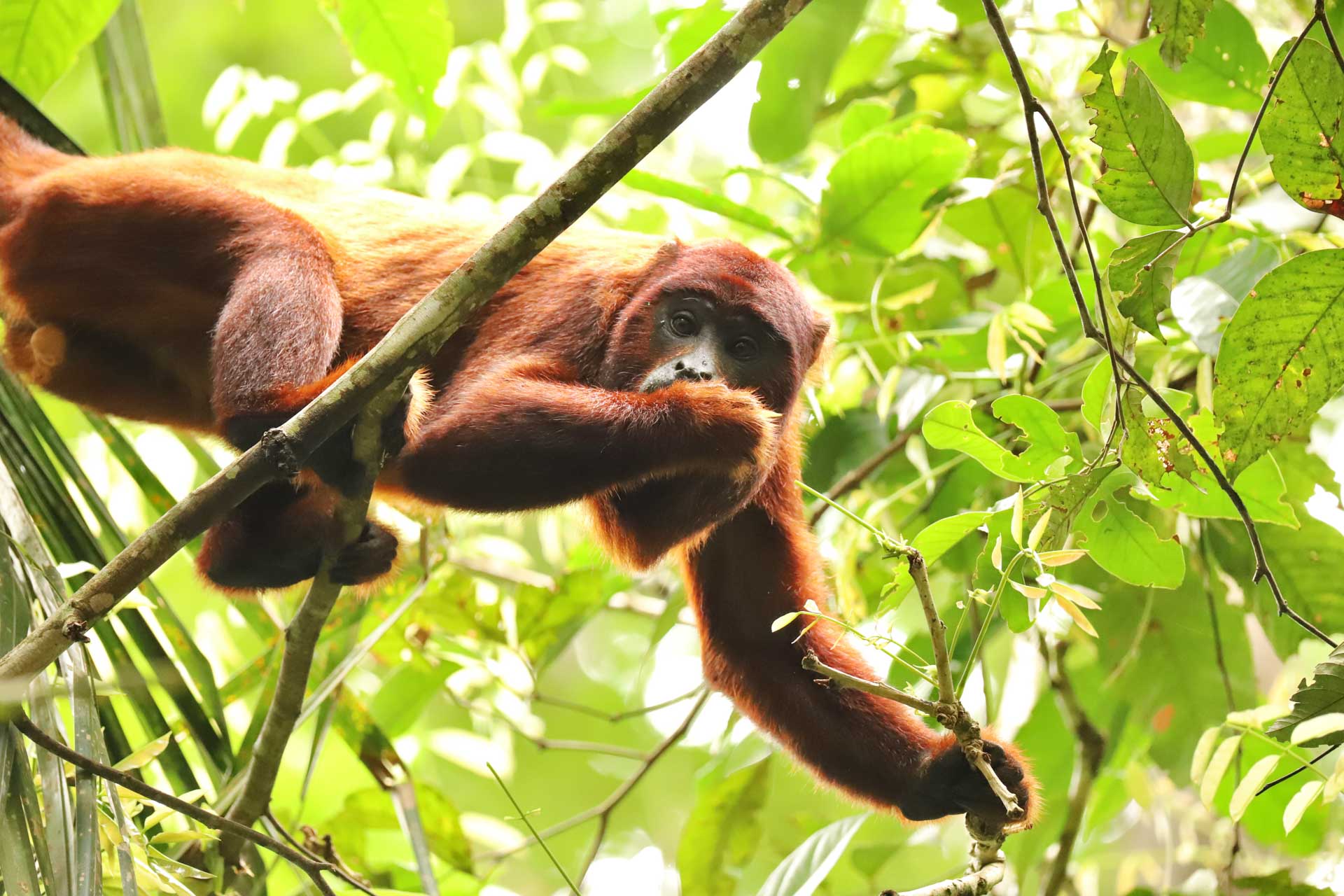Peru, Amazonas, foto Conny Johansson @connyreser