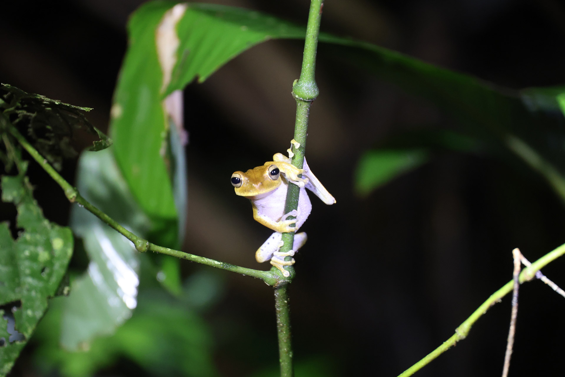 Peru, Amazonas, foto Conny Johansson @connyreser