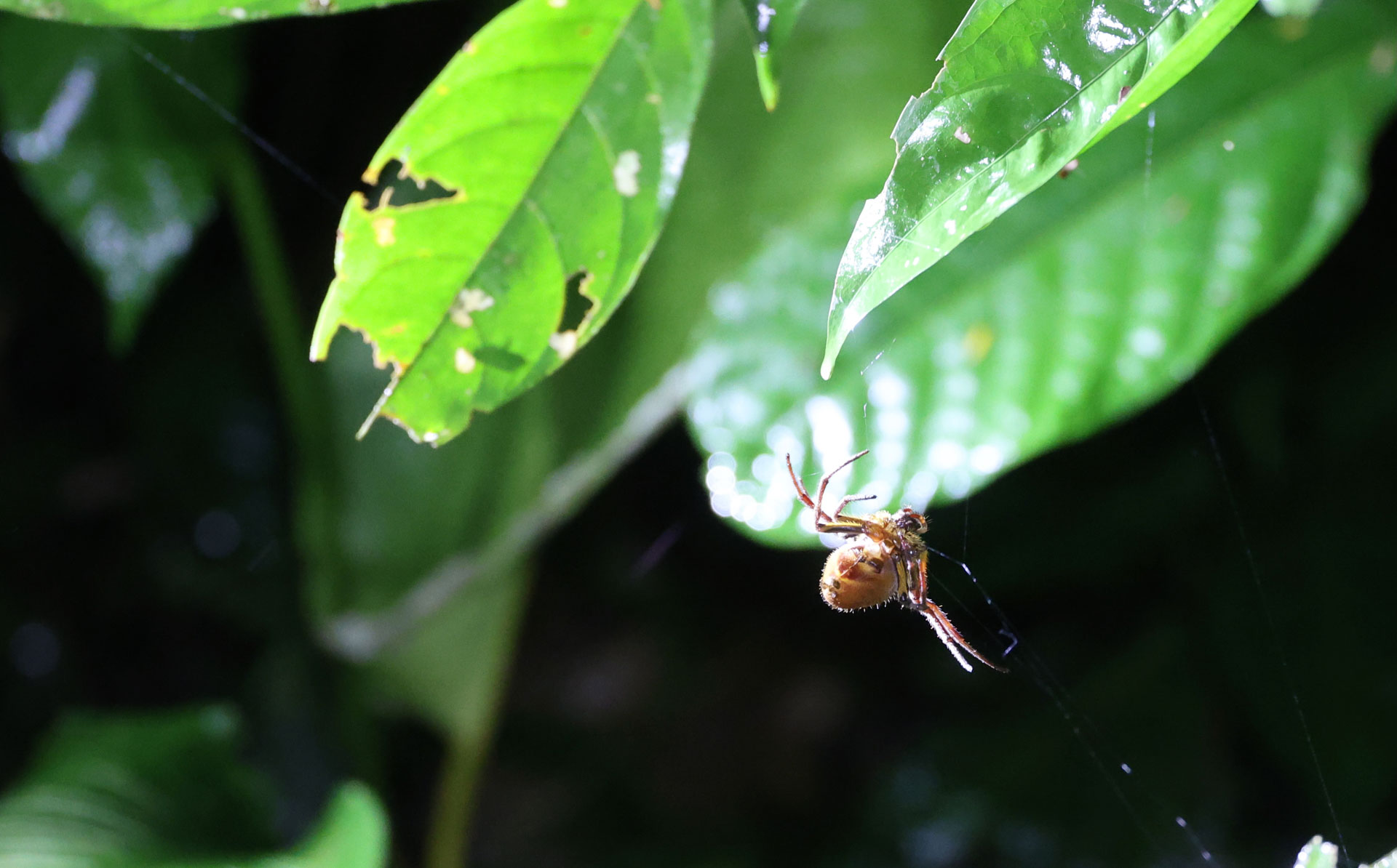 Peru, Amazonas, foto Conny Johansson @connyreser