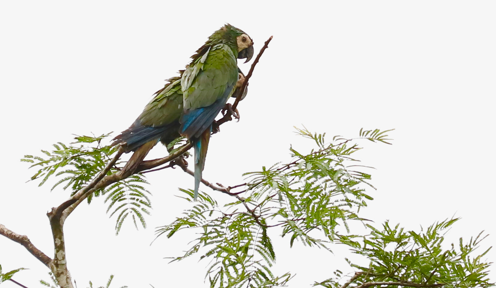 Peru, Amazonas, foto Conny Johansson @connyreser