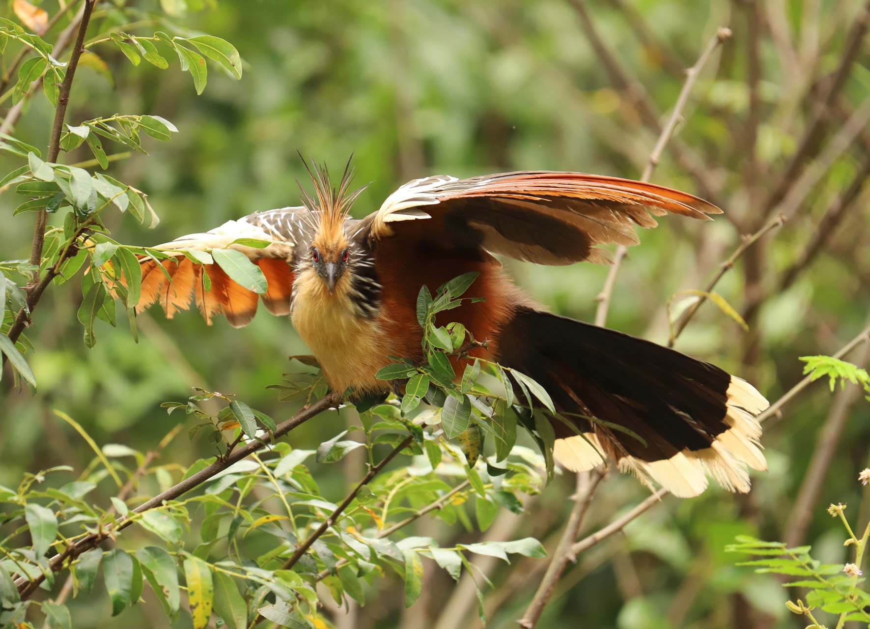 Peru, Amazonas, foto Conny Johansson @connyreser