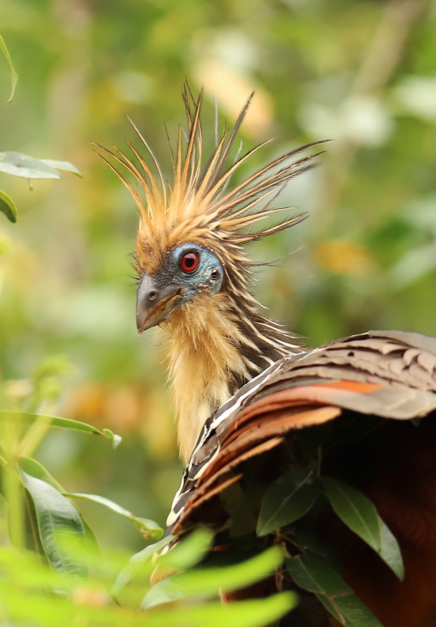 Peru, Amazonas, foto Conny Johansson @connyreser