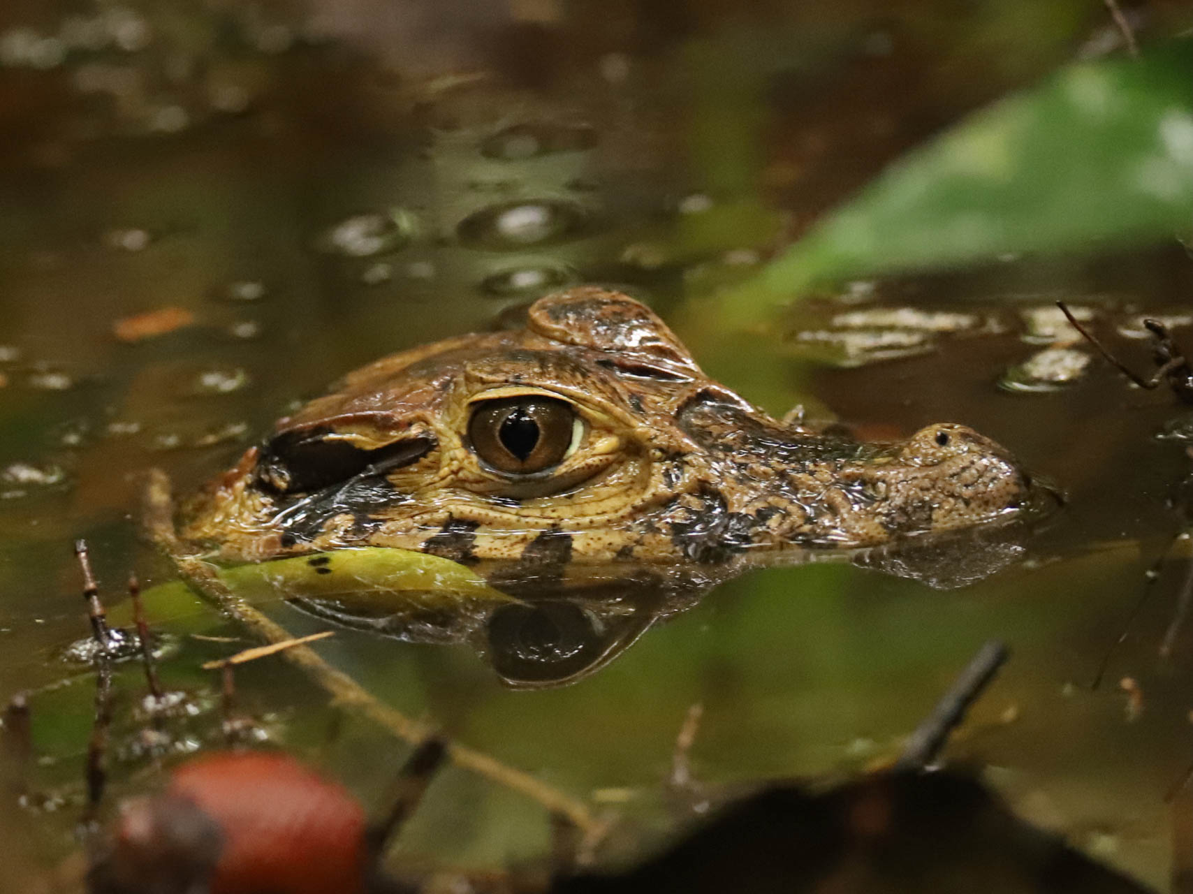 Peru, Amazonas, foto Conny Johansson @connyreser