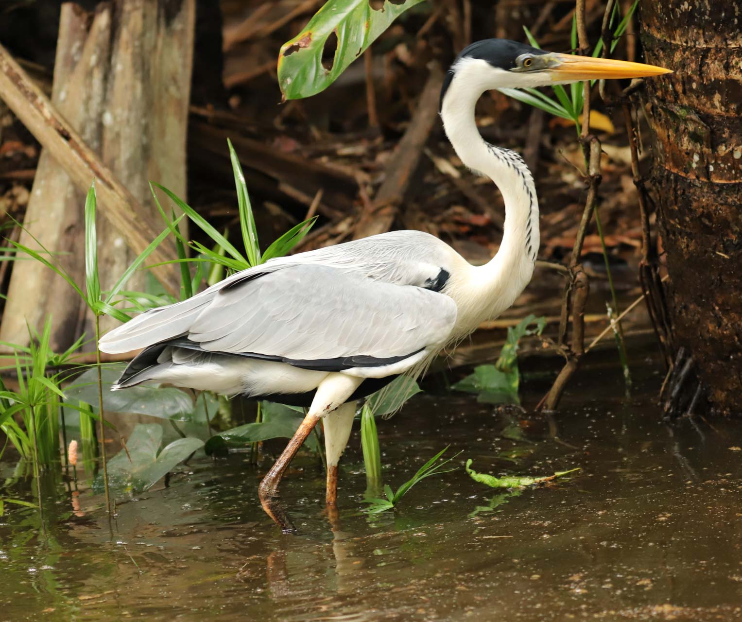 Peru, Amazonas, foto Conny Johansson @connyreser