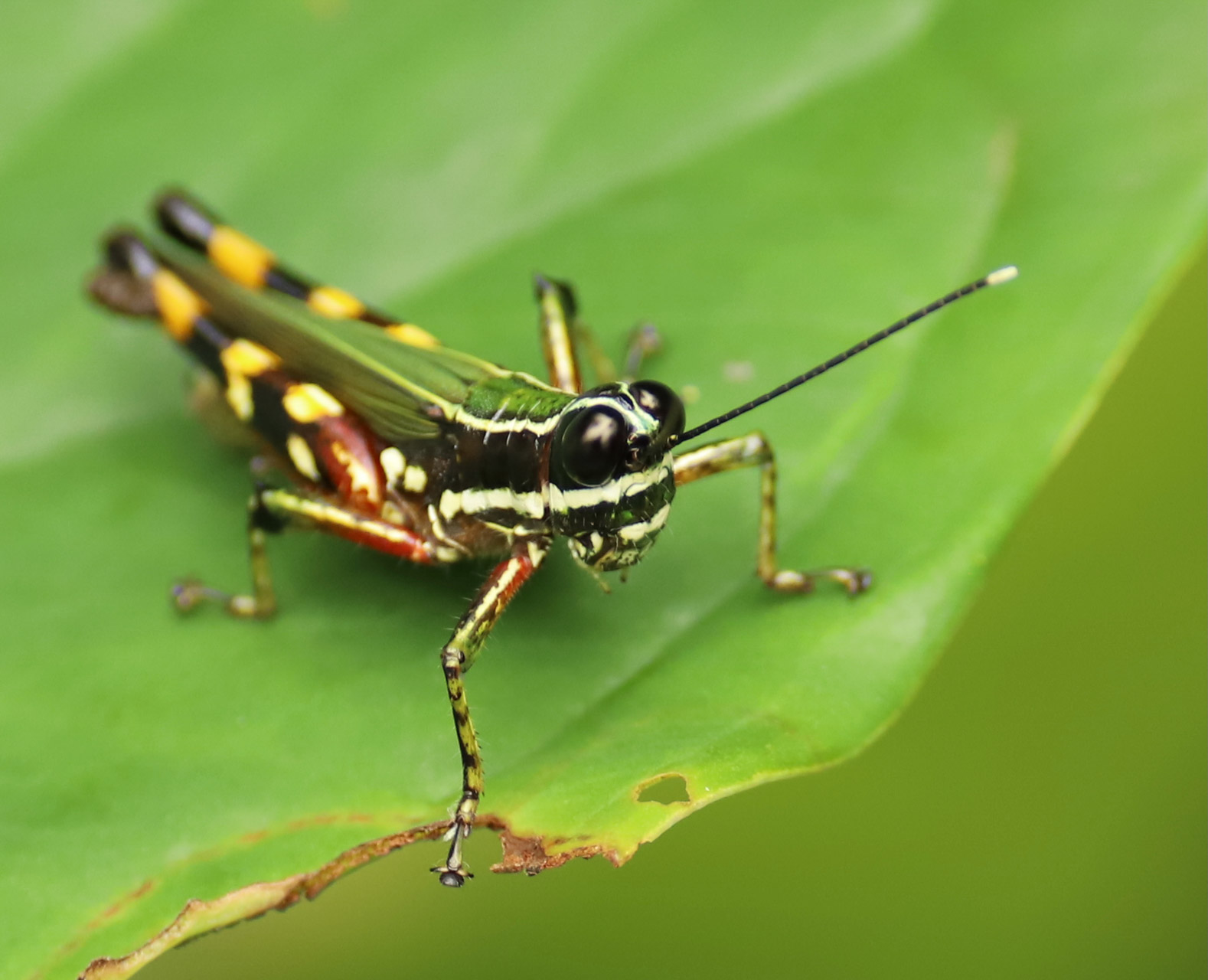 Peru, Amazonas, foto Conny Johansson @connyreser