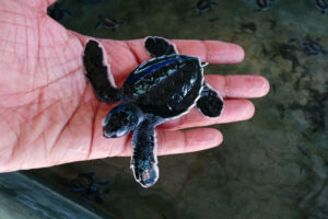 Familjeresa till Sri Lanka, sköldpaddor