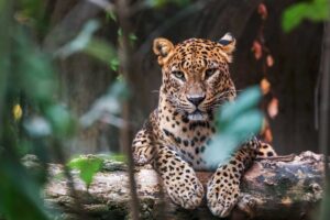 Resa till SRI LANKA, besök Yala för ett möte med leoparden