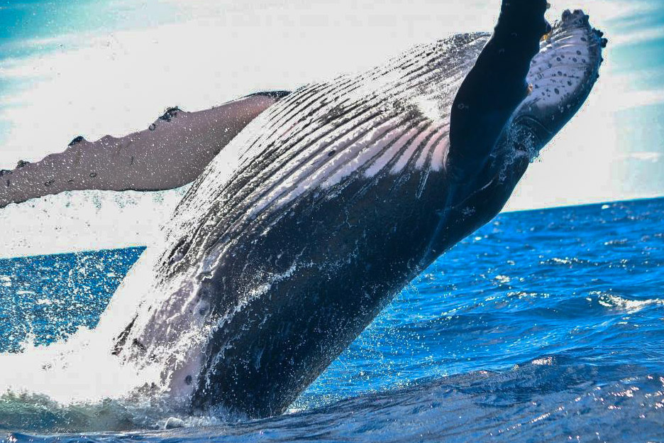 Resa till SRI LANKA, åk på valsafari