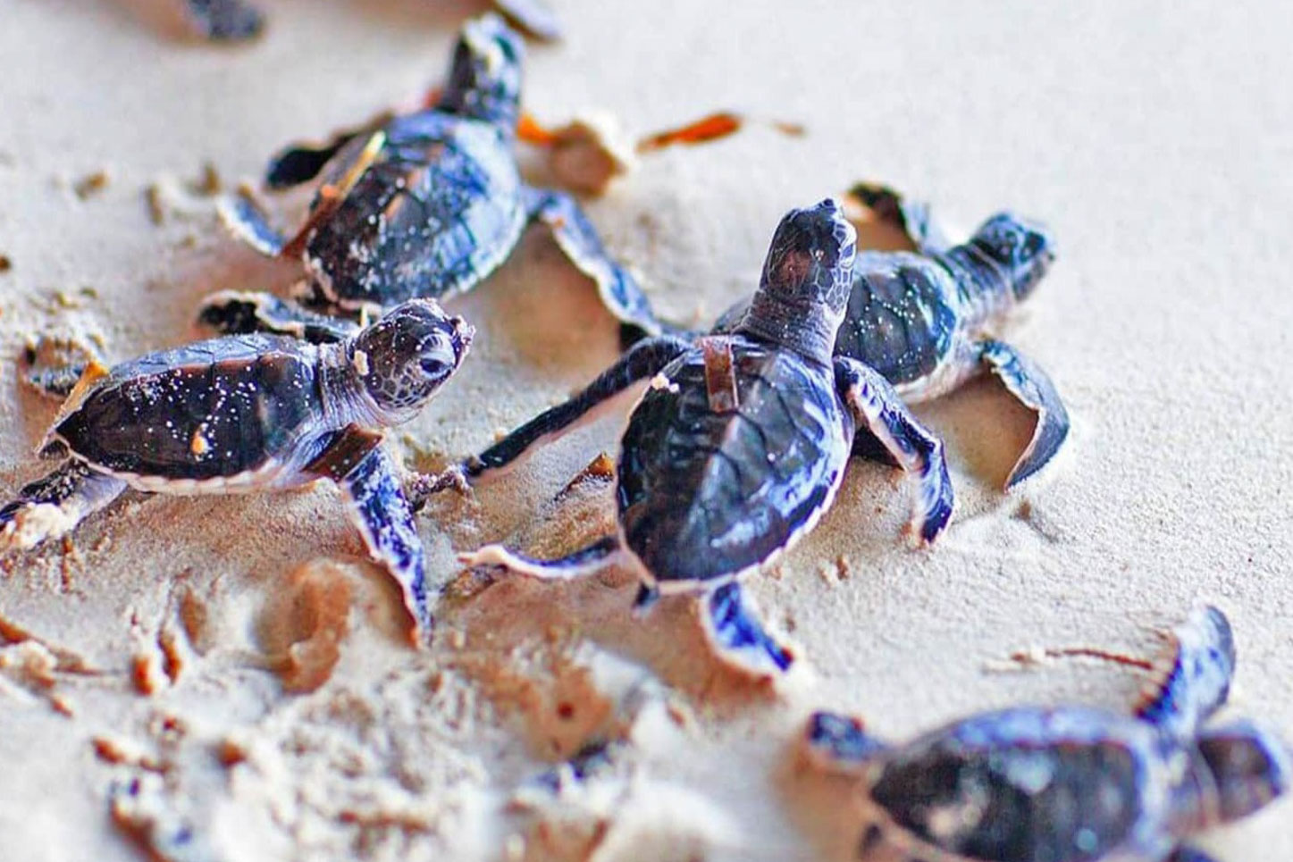 Resa till SRI LANKA, möt sköldpaddorna