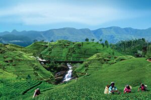 Resa till SRI LANKA, besök en teplantage
