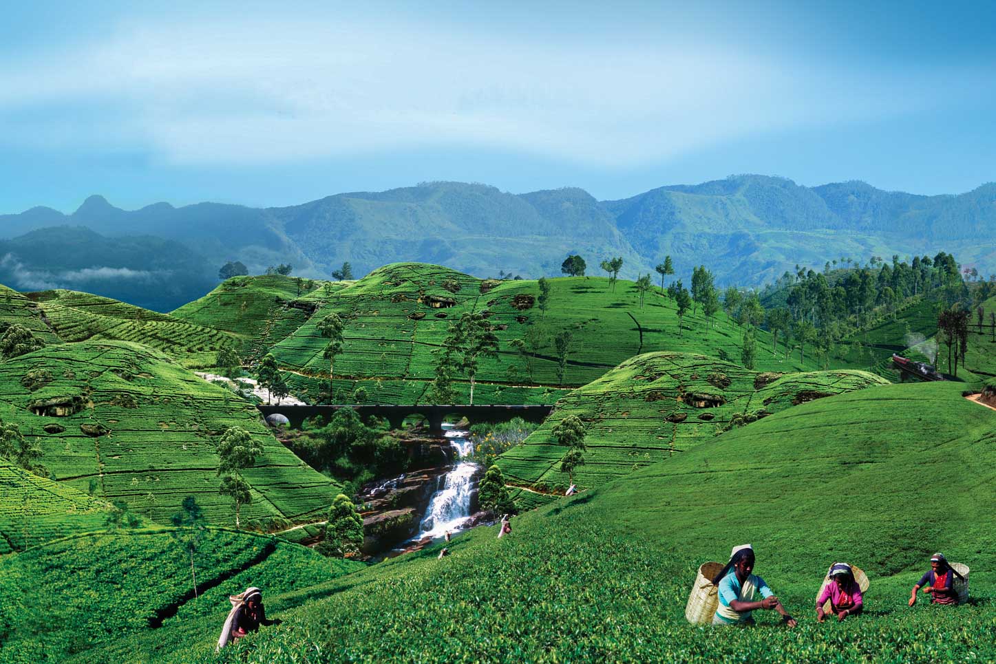 Resa till SRI LANKA, besök en teplantage