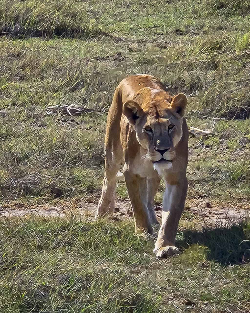 Kenya, Amboseli, Gruppresa 2025