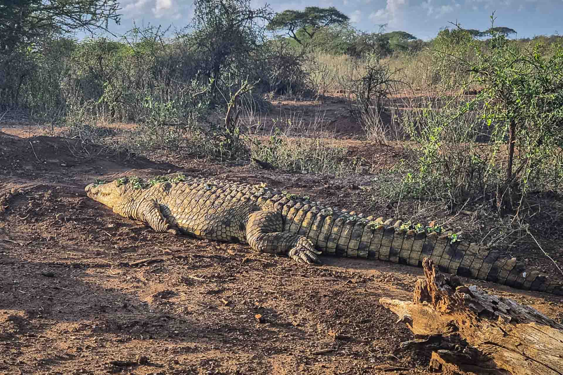 Kenya, Tsavo, gruppresa 2025