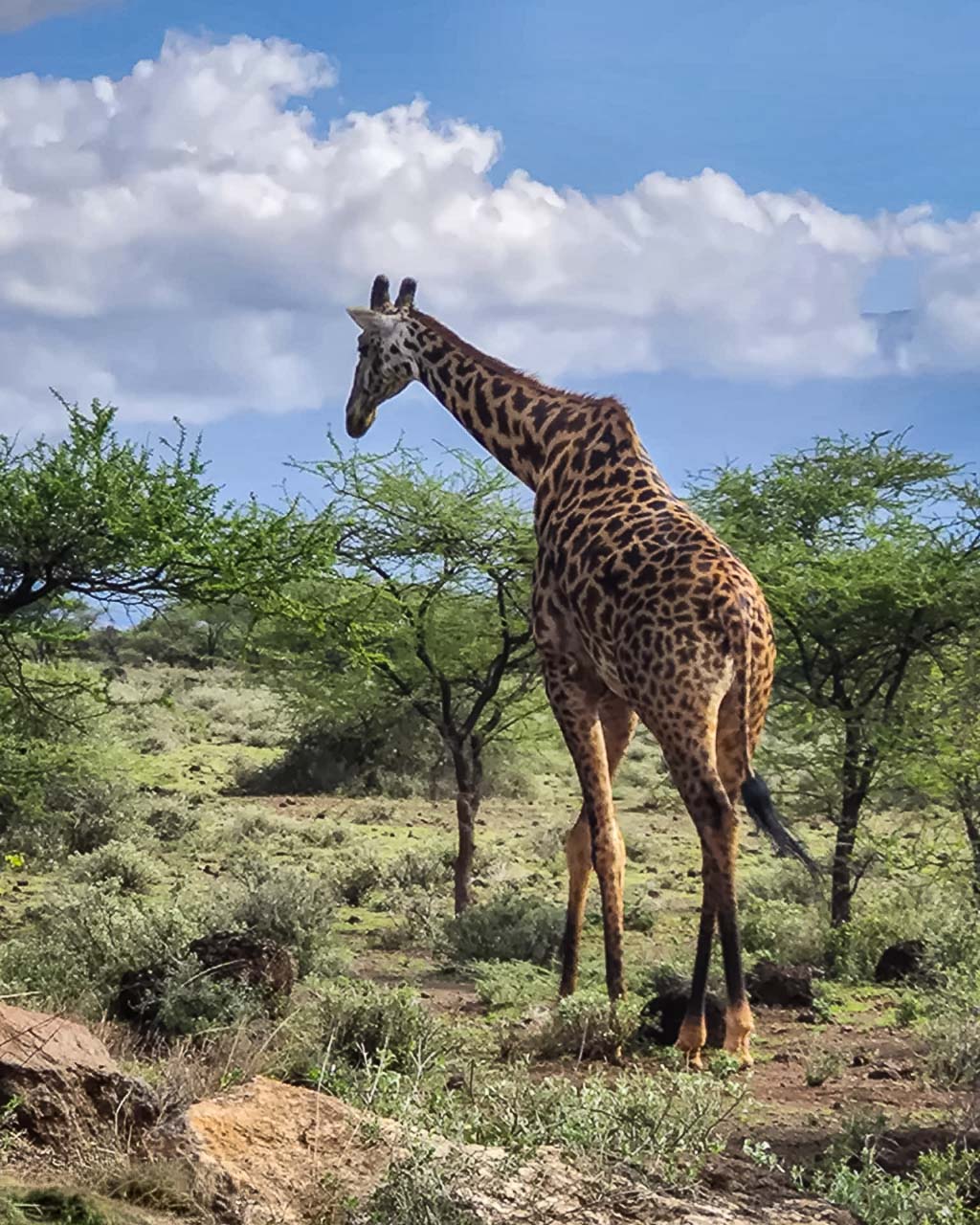 Kenya, Amboseli, Gruppresa 2025