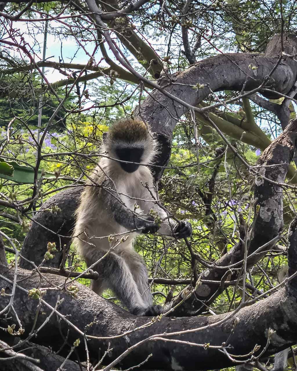 Kenya, Amboseli, Gruppresa 2025