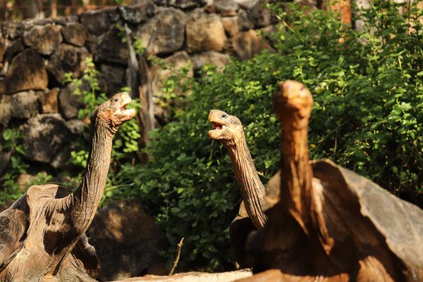 Ecuador, Galapagos, sköldpaddor Foto:Conny Johansson