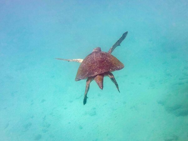 Ecuador, Galapagos, djurliv Foto:Conny Johansson