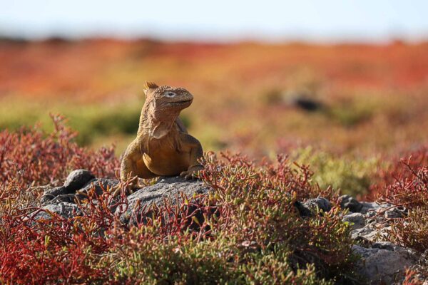 Ecuador, Galapagos, djurliv Foto:Conny Johansson
