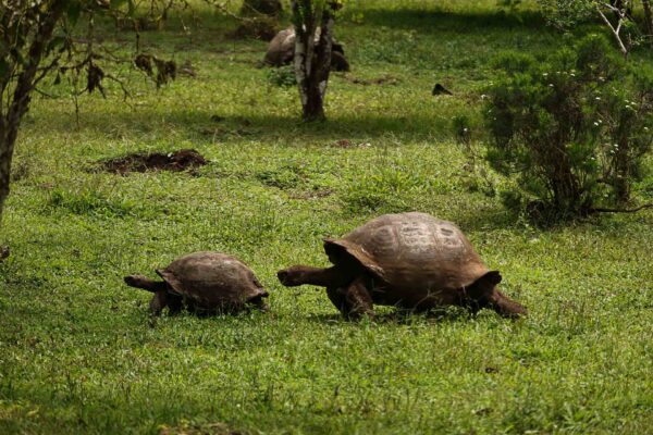 Ecuador, Galapagos, sköldpaddor Foto:Conny 