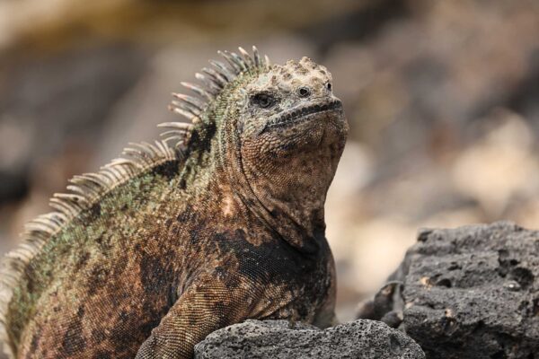 Ecuador, Galapagos, djurliv Foto:Conny Johansson