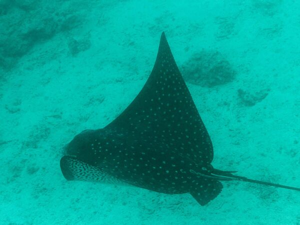 Ecuador, Galapagos, djurliv Foto:Conny Johansson